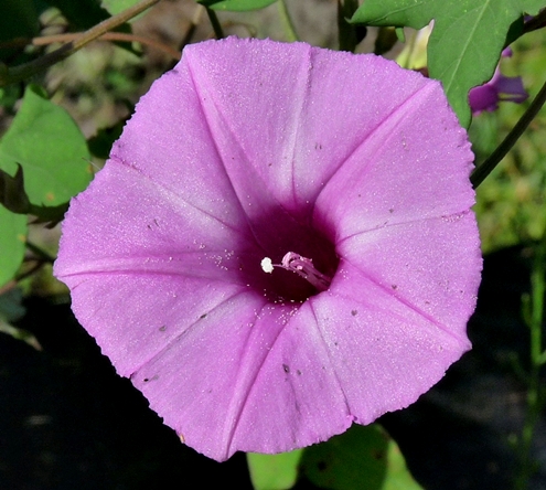 {Ipomoea cordatotriloba}